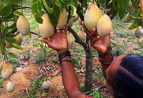 Seeds Mango Flower 205