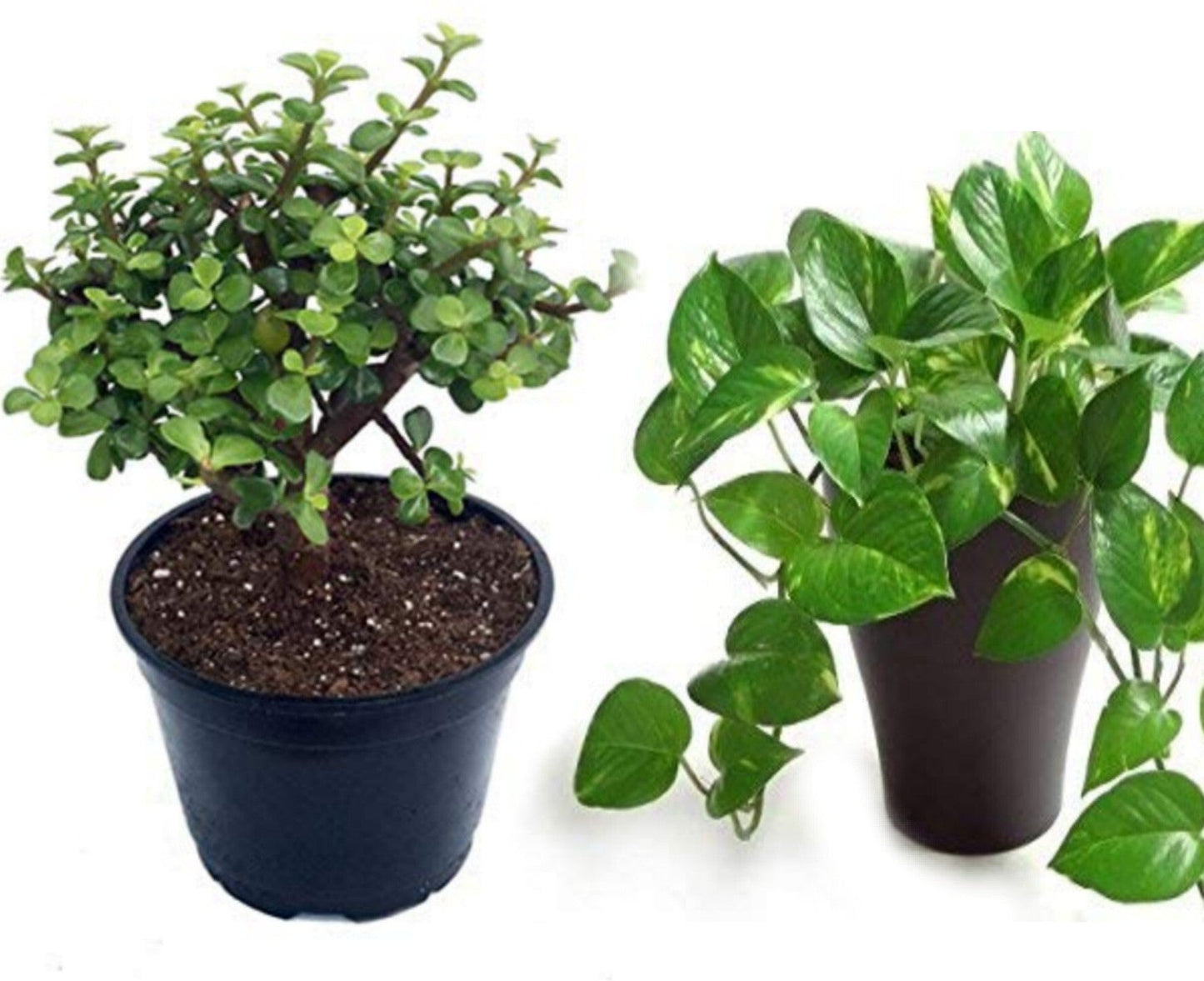 Seeds Combo of 2 Money Plant and Jade Plant 205
