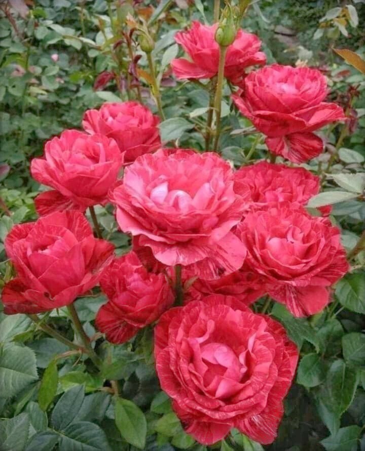 Seeds Rose Flower Plant 205