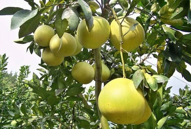 Seeds Batabi Labu/Pomelo Lemon Fruit Plant 205