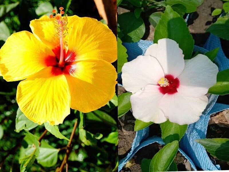 Seeds Hibiscus Flower Plant 205
