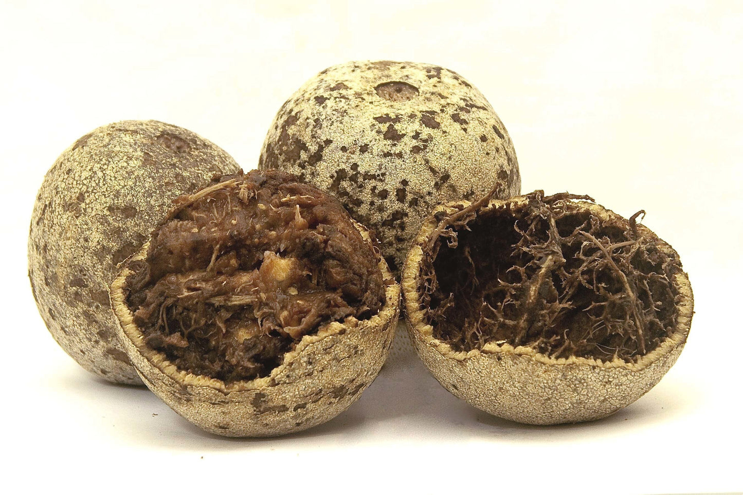 Seeds Thai Wood Apple Live Plant- Popular Among Indian/Bengali Street Food 205