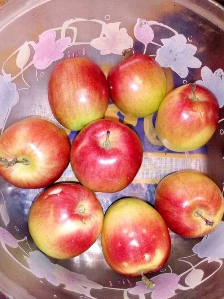 Seeds Apple Plant 205
