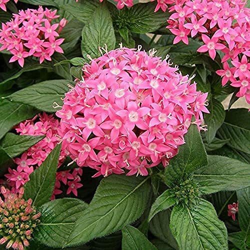 Seeds Pentas Plant Pink - Flowering Plants Flowers Garden Live Plant Nursery Indoor Outdoor Living Plants 205