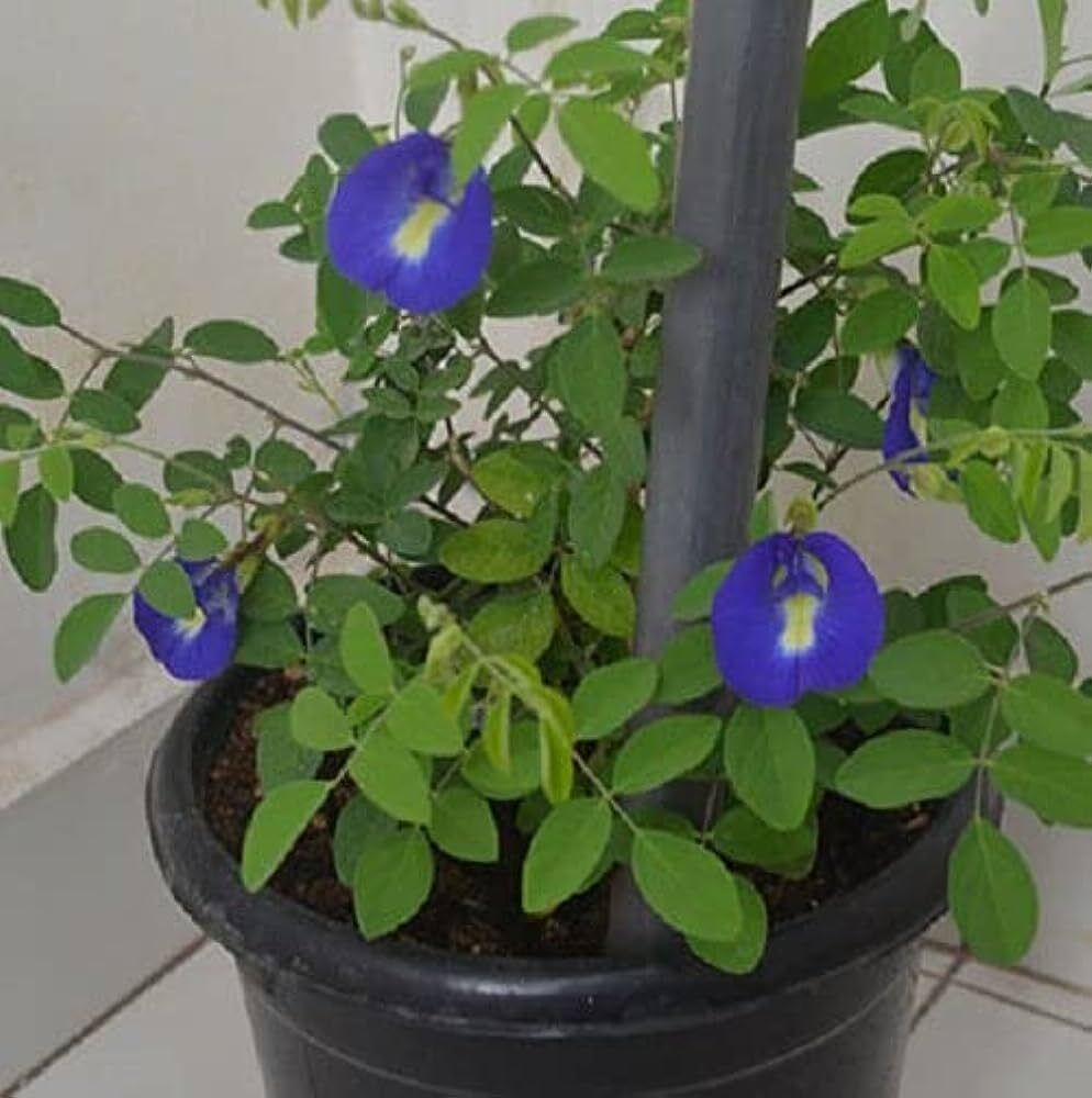Seeds Live Red Agastya/Aghastya/ Plants 205