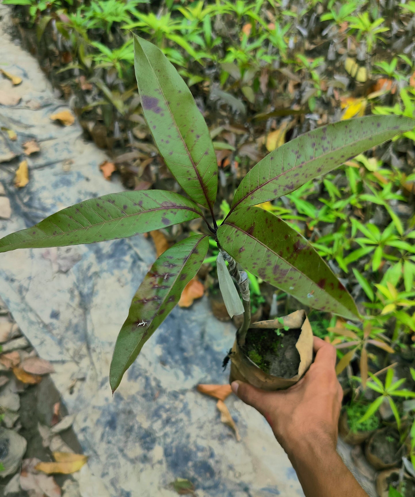 Seeds Bombay Dwarf Variety Mango Live Plant. 205
