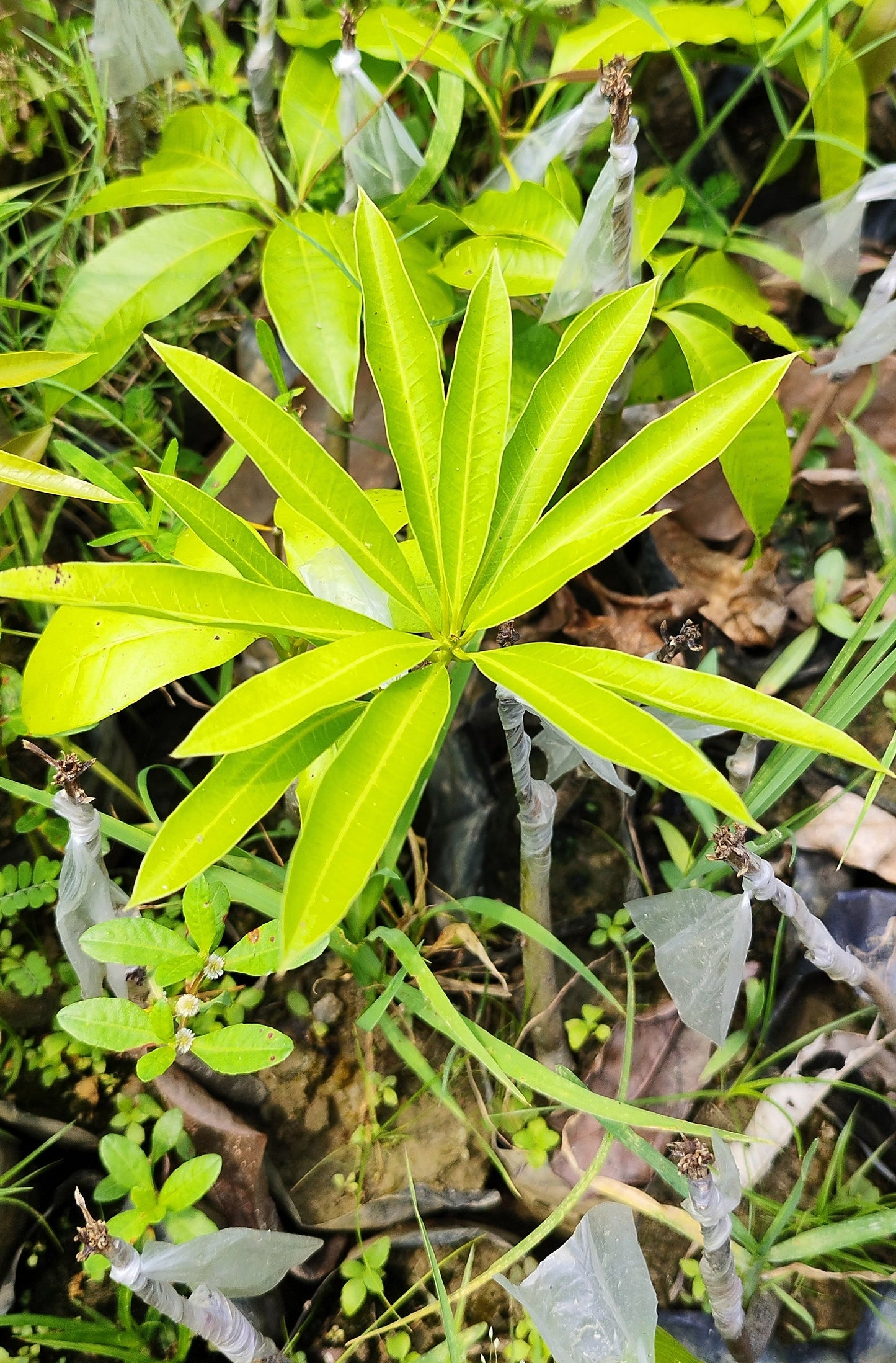 Seeds Mango Flower 205