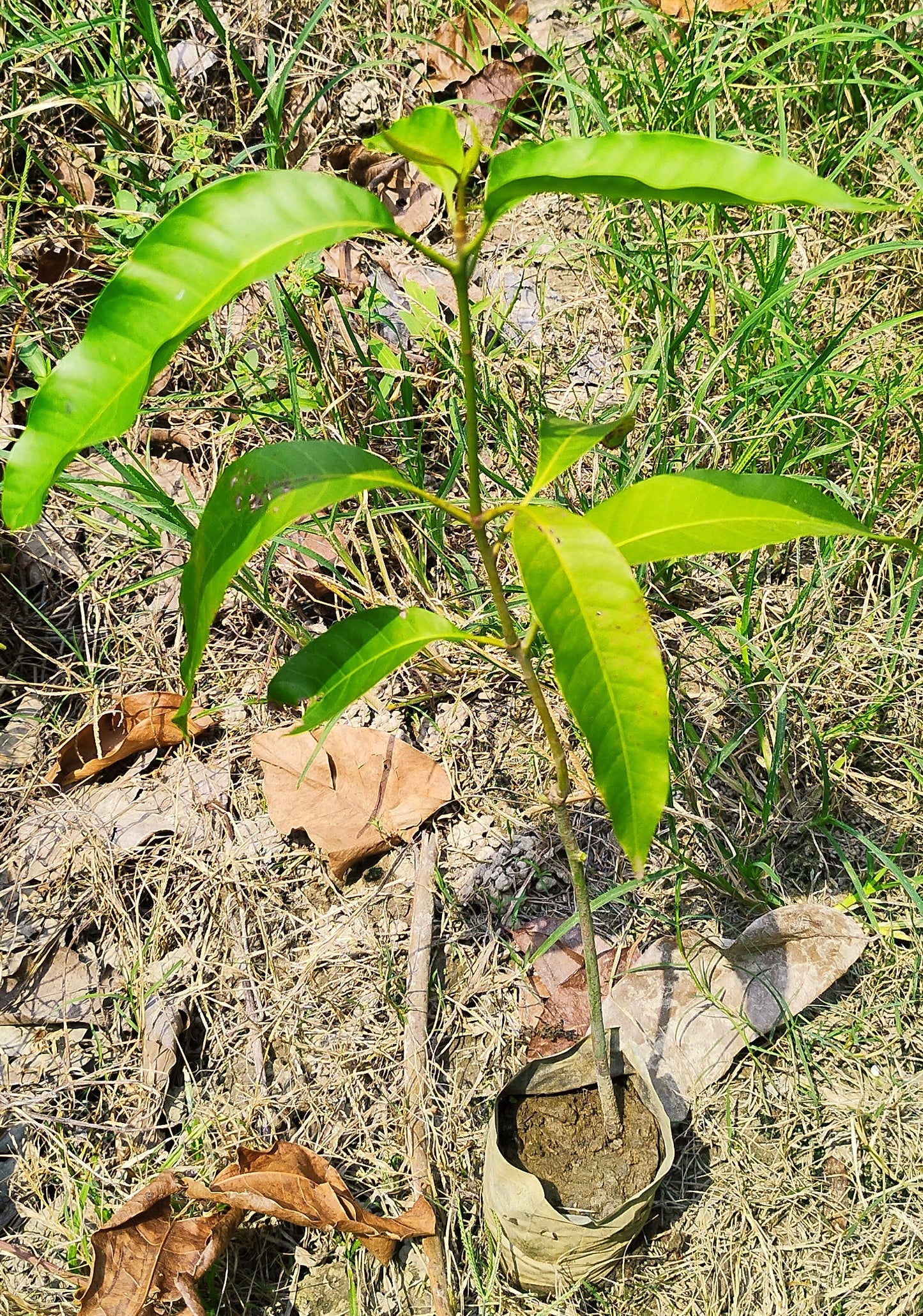 Seeds Chhapra Mango Plant- Grafted 205