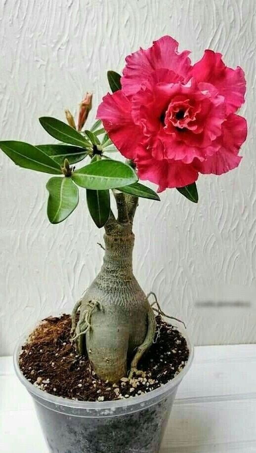 Seeds Adenium Plant - My Fashion Sell