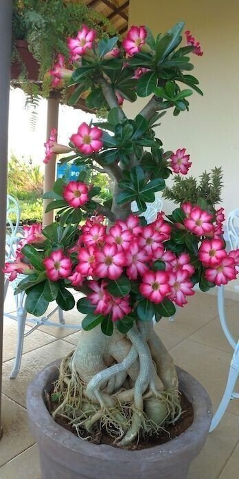 Seeds Adenium Plant - My Fashion Sell