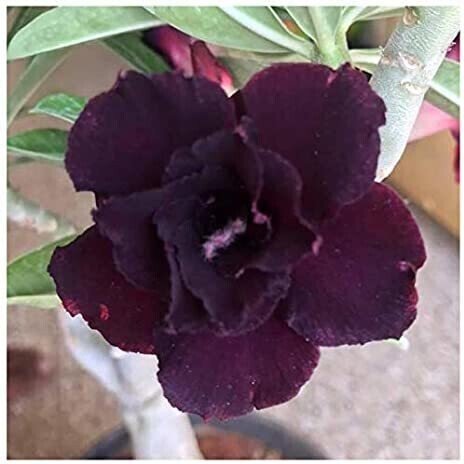 Seeds Adenium Plante - My Fashion Sell