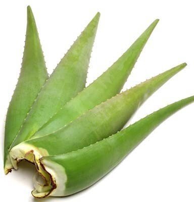 Seeds Aloevera Plant Leaves - My Fashion Sell
