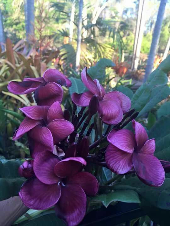 Seeds Amazing Pulmeria Flower - My Fashion Sell