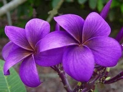 Seeds Amazing Pulmeria Flower - My Fashion Sell