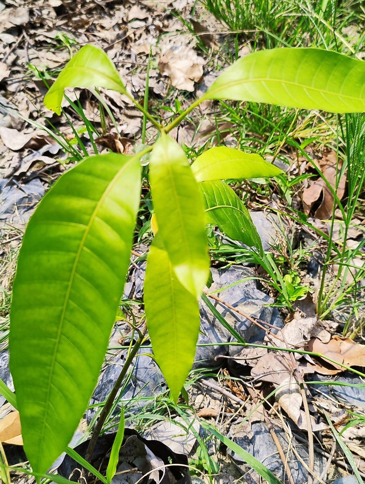 Seeds Badami Mango Plants Hybrid and Dwarf Variant - My Fashion Sell