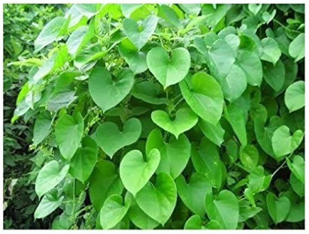 Seeds Beautiful Giloy/Heart - Leaf Live Plant with Pot Pack of 1 - My Fashion Sell