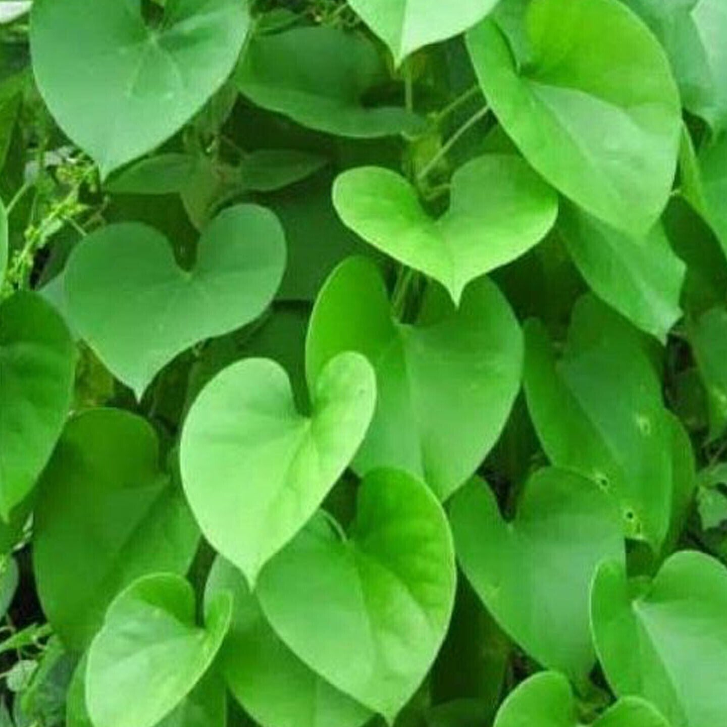 Seeds Beautiful Giloy/Heart - Leaf Live Plant with Pot Pack of 1 - My Fashion Sell