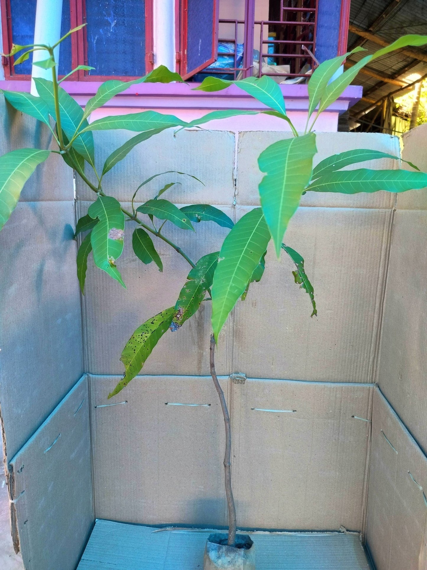 Seeds Bonsai Suitable Green Mango Tree Grafted All Season Delicious Mango Fruit Tree - My Fashion Sell