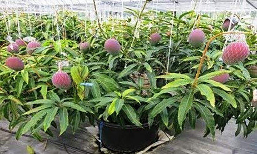 Seeds Bonsai Suitable Green Mango Tree Grafted All Season Delicious Mango Fruit Tree - My Fashion Sell