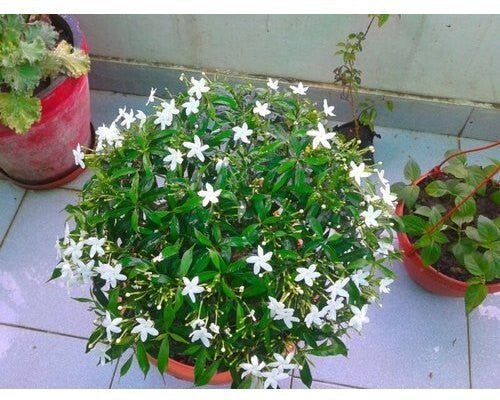Seeds Chandni Flower Plant - My Fashion Sell