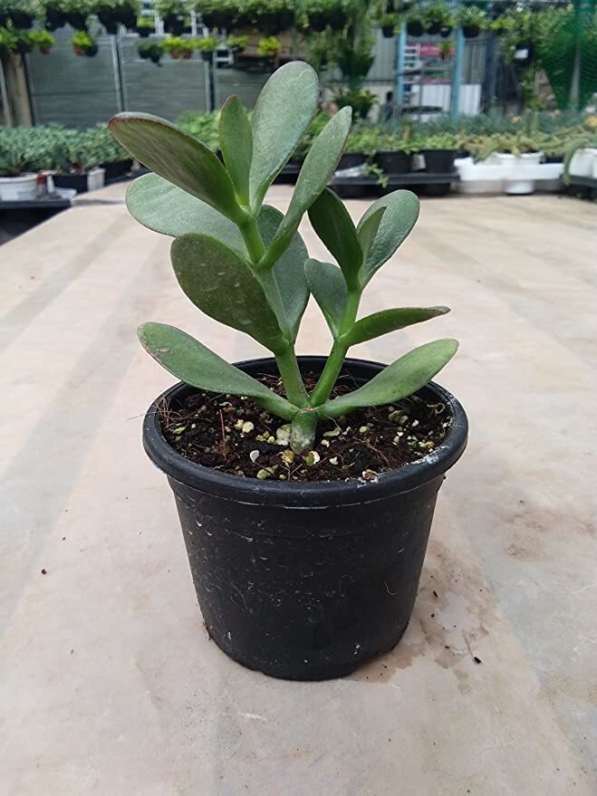 Seeds Crassula Plant - My Fashion Sell