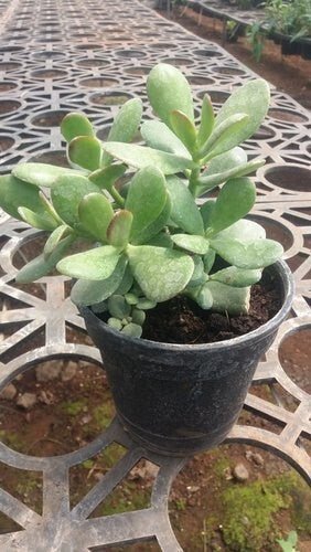 Seeds Crassula Plant - My Fashion Sell