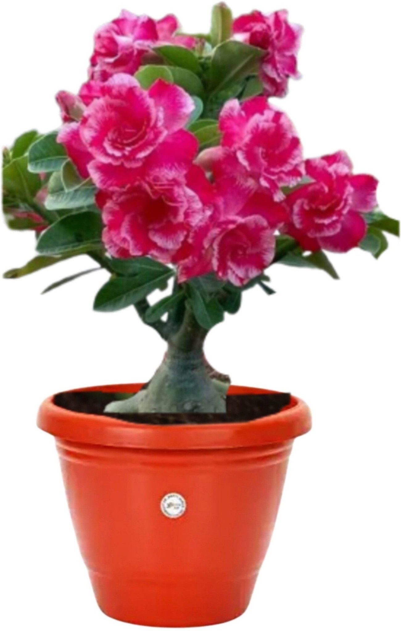 Seeds Creative Farmer Live Plant Bonsai - My Fashion Sell