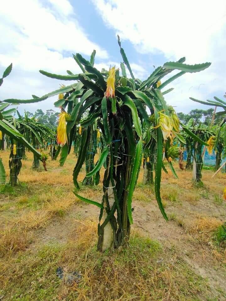 Seeds Dragon Fruit Plant (Hybrid Pack of 3) - My Fashion Sell