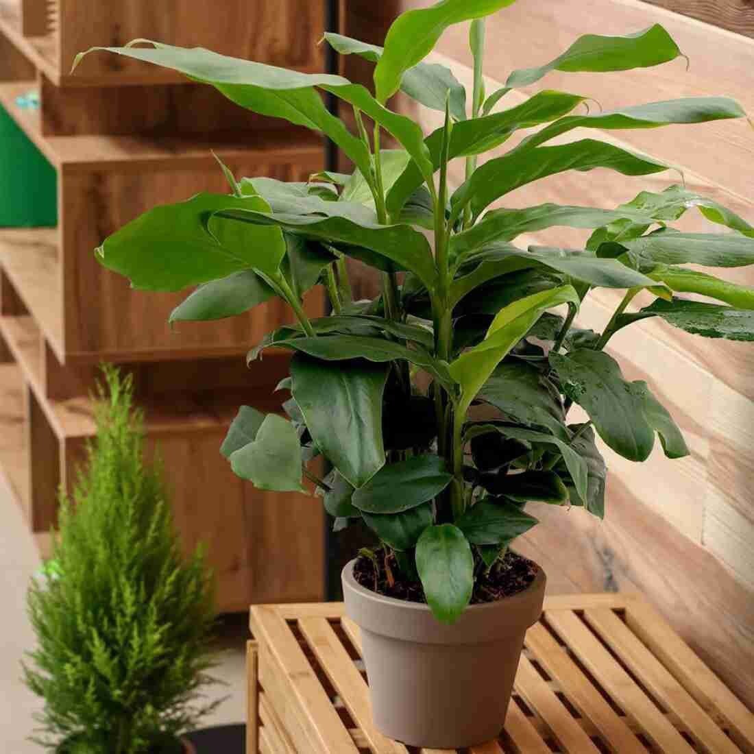 Seeds Eliche Plant - My Fashion Sell