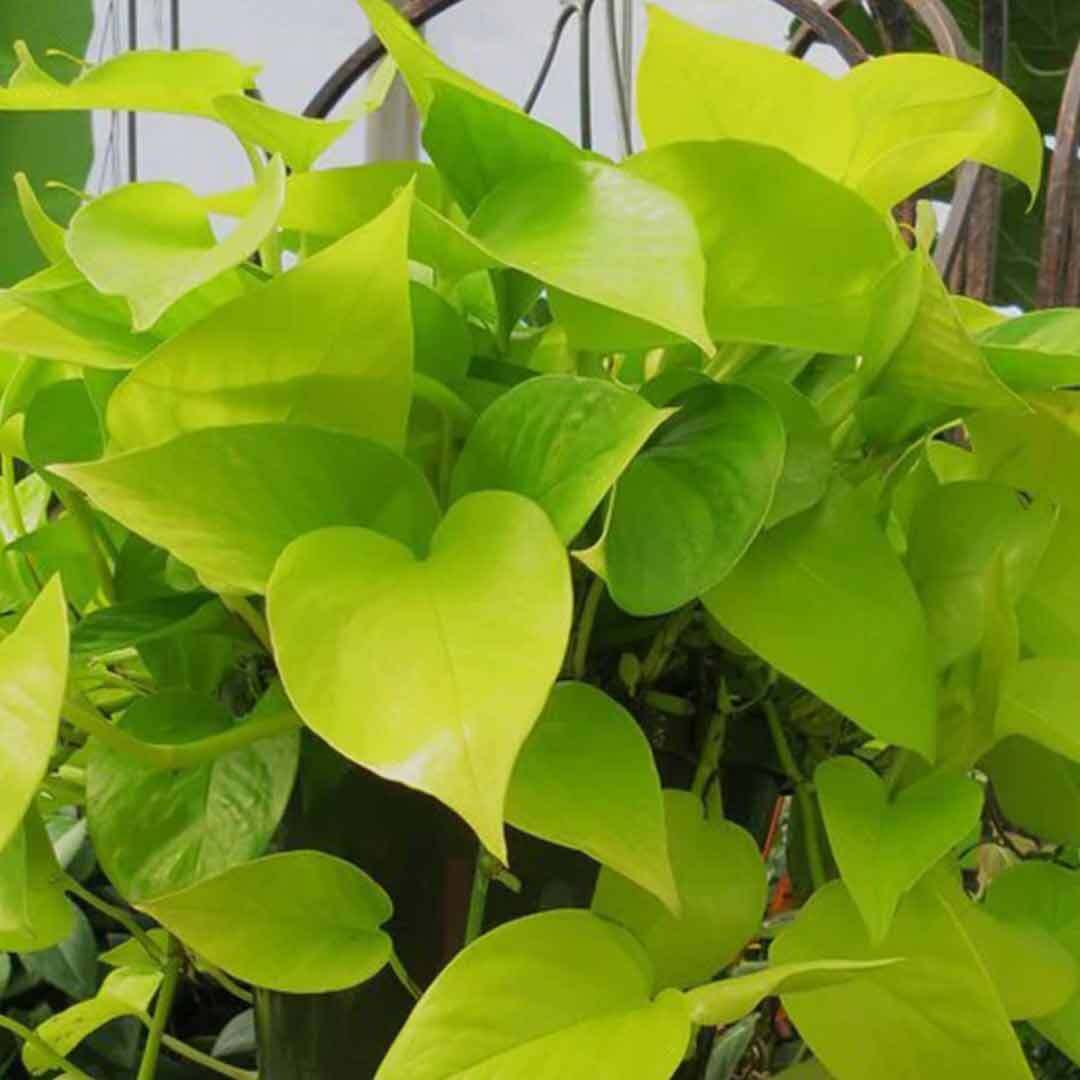Seeds Good Luck Money Plant with Groot Vase - My Fashion Sell