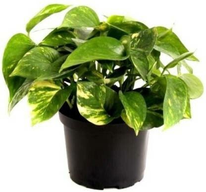 Seeds Good Luck Mony Plants - My Fashion Sell