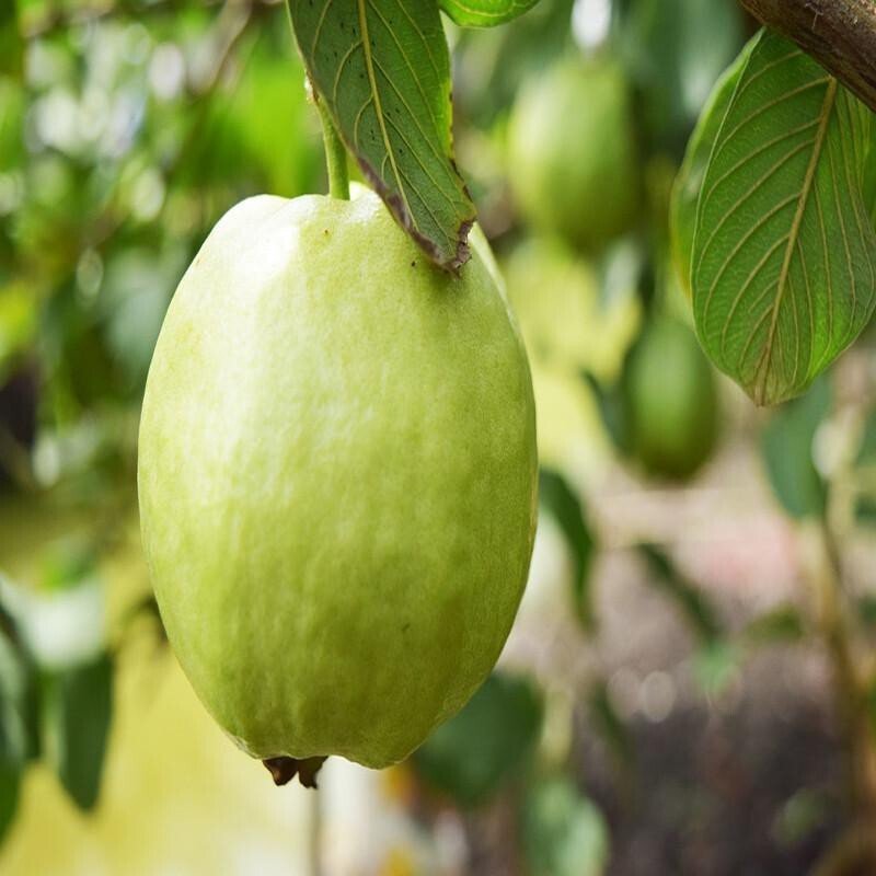 Seeds Guava Plant - My Fashion Sell