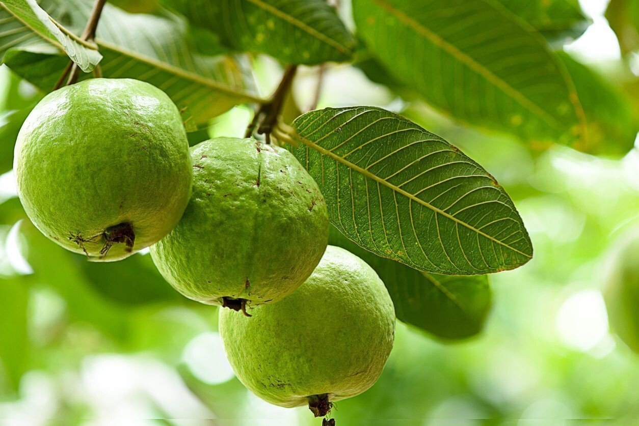 Seeds Hybrid Green Guava Plant - My Fashion Sell