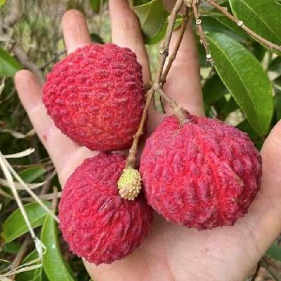 Seeds Hybrid Litchi / Lychee Fruit Live Plant - My Fashion Sell