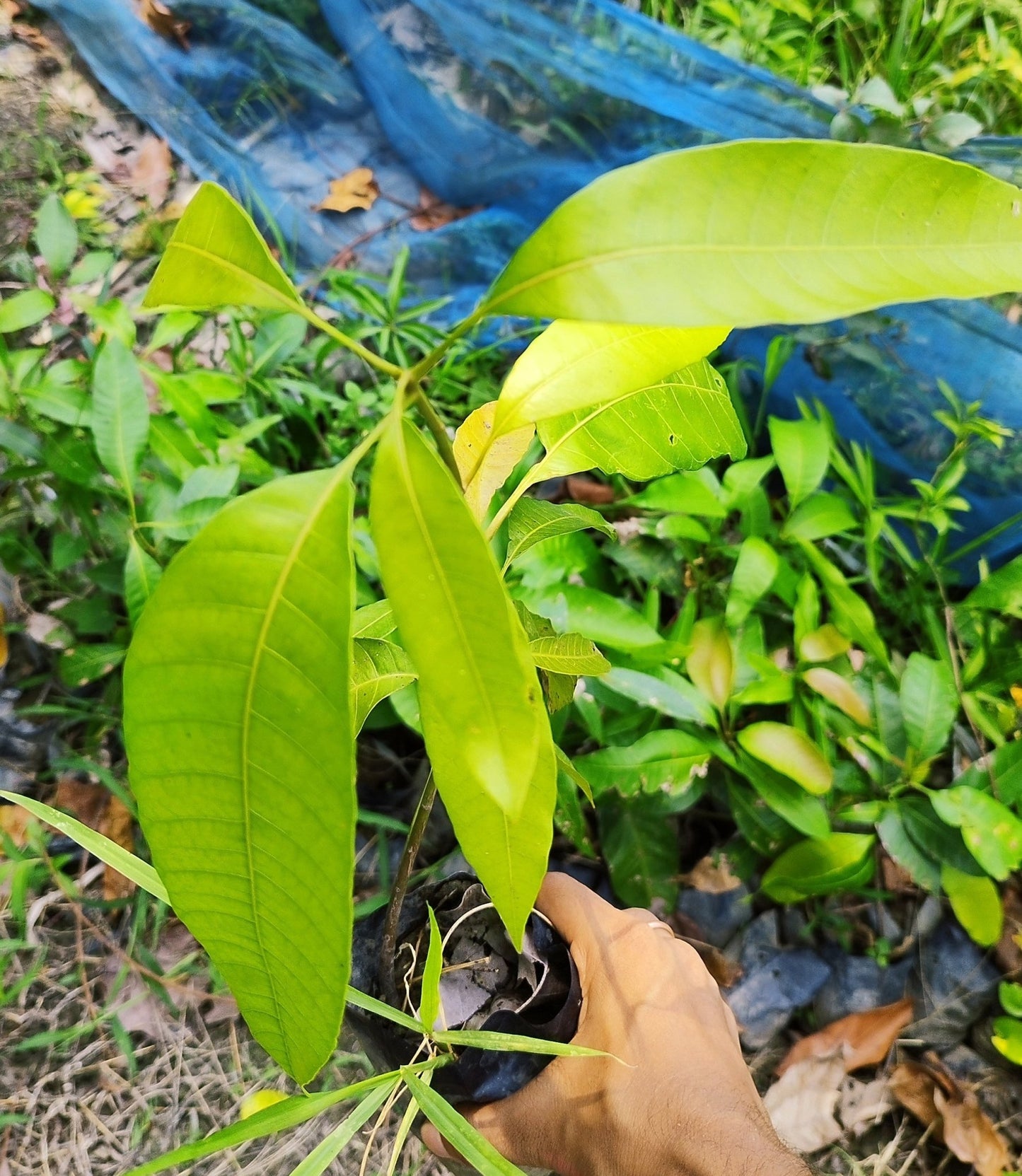 Seeds Hybrid Thai Banana Shaped Mango Grafted Live Plant - My Fashion Sell