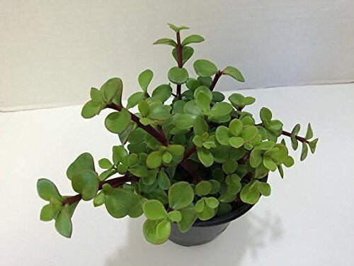 Seeds Jade Plant - My Fashion Sell