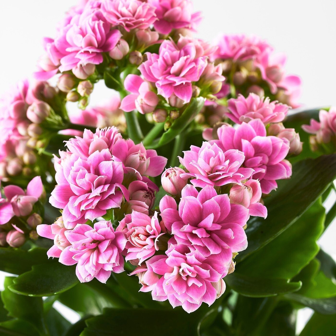 Seeds Kalanchoe Fl)Ower Plants (Pink) - My Fashion Sell