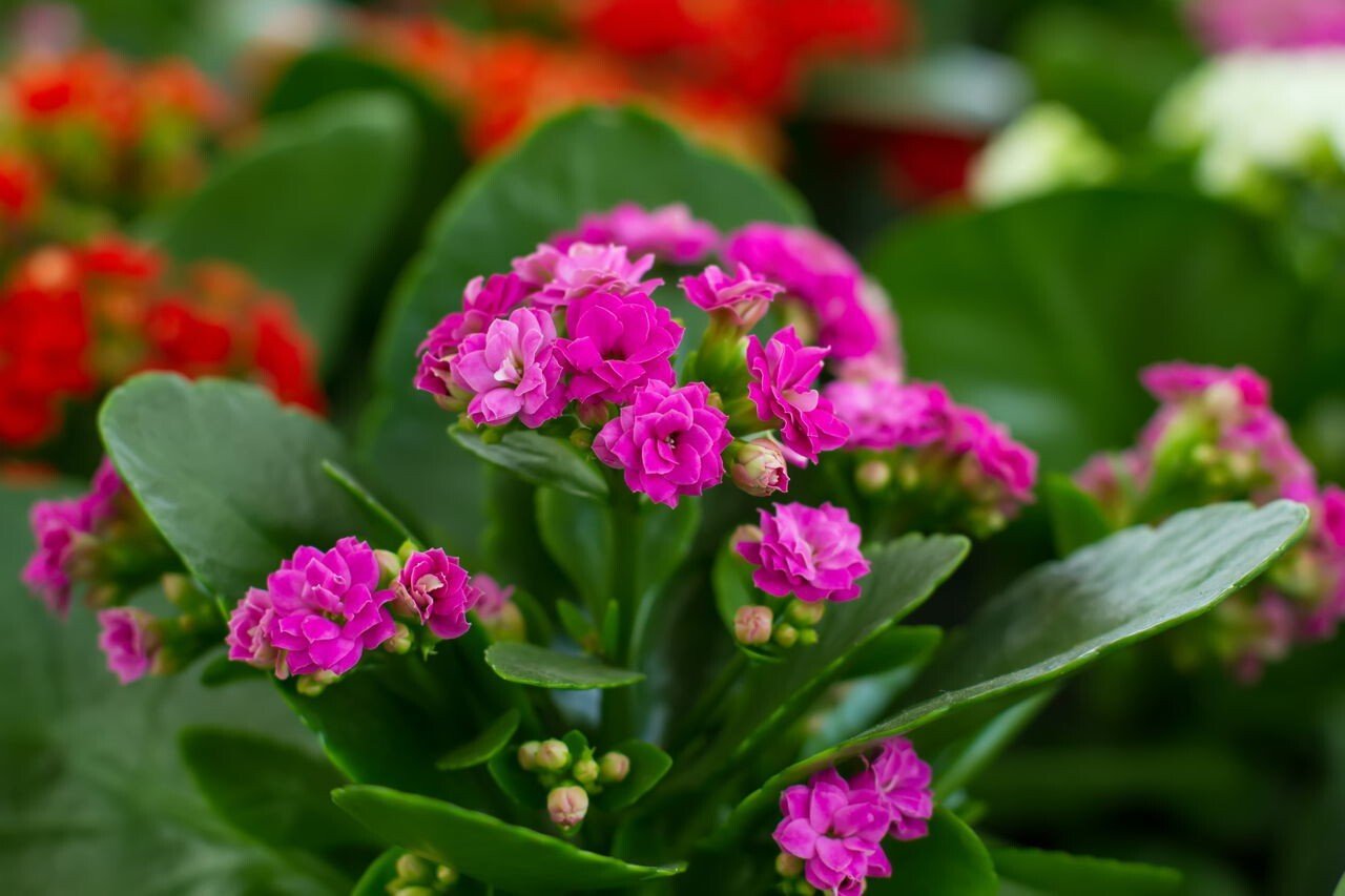 Seeds Kalanchoe Plant - My Fashion Sell