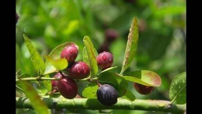 Seeds Karonda Plant/Karmocha Live Plant - My Fashion Sell