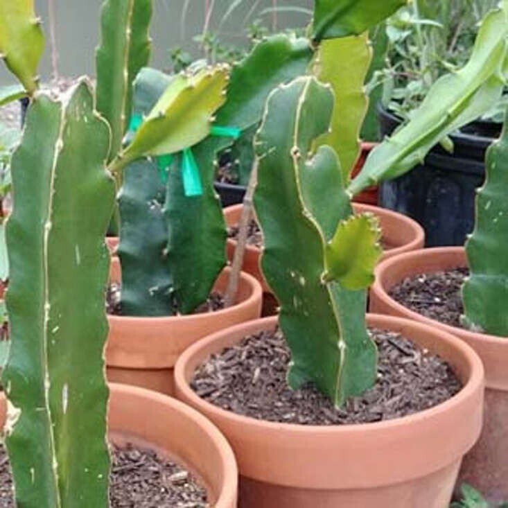 Seeds Live Dwarf Dragon Fruit Plant - My Fashion Sell