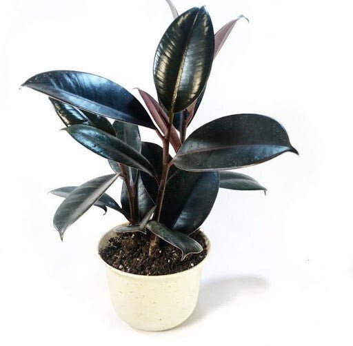 Seeds Live Rubber Plant - My Fashion Sell
