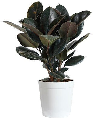 Seeds Live Rubber Plant - My Fashion Sell