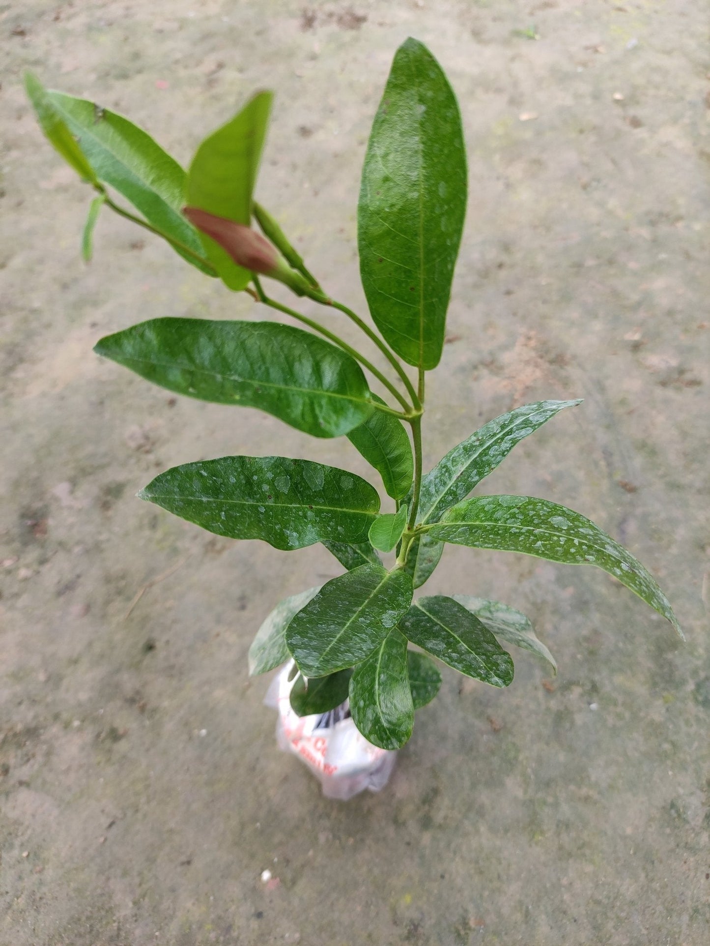 Seeds Mandevilla Red Flowers Plant. - My Fashion Sell