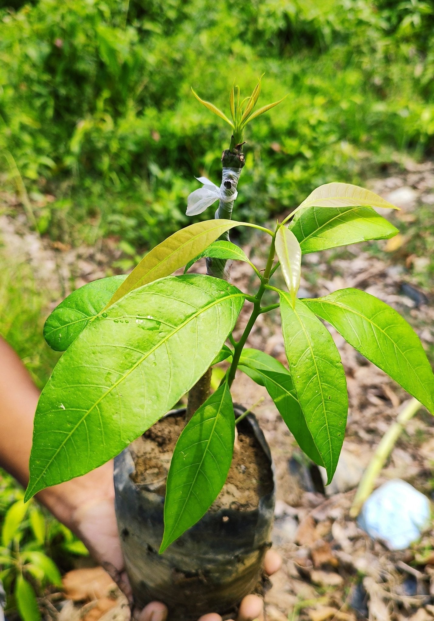 Seeds Mango Japanese Variety - My Fashion Sell