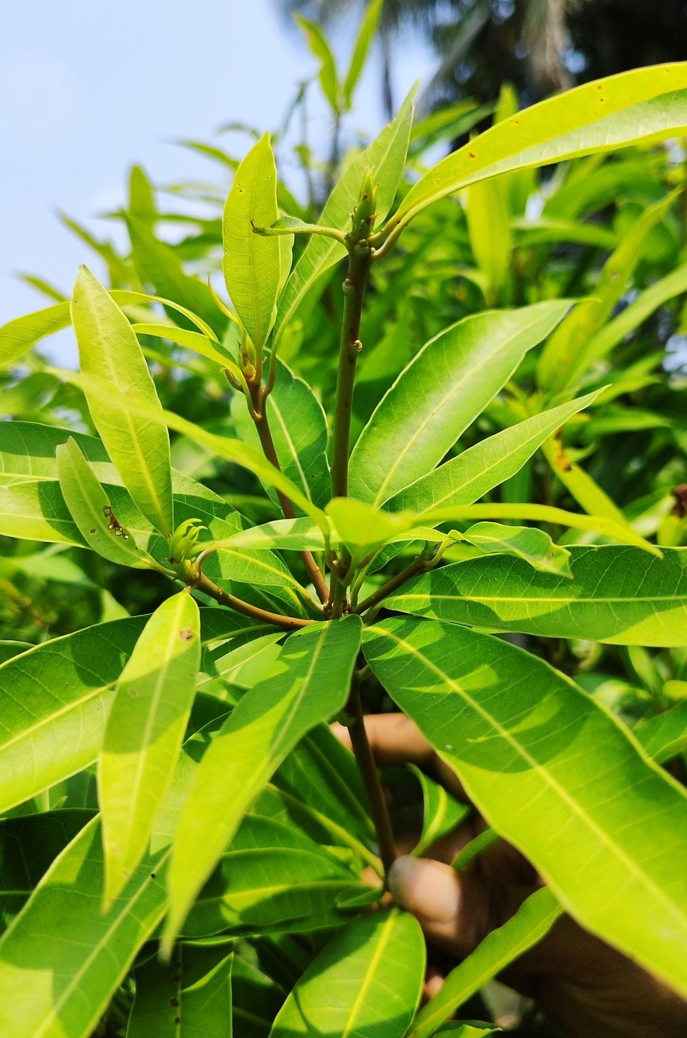 Seeds Mango Plant - My Fashion Sell