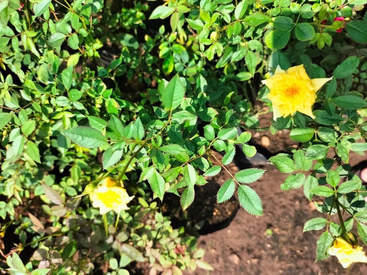 Seeds Miniature Rose, Button Rose (Any Color) - Plant - My Fashion Sell
