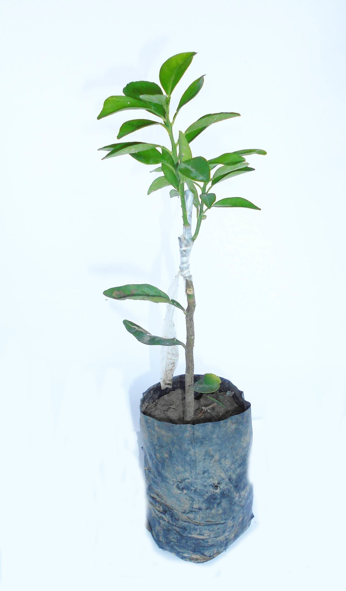 Seeds Nagpur Orange - My Fashion Sell