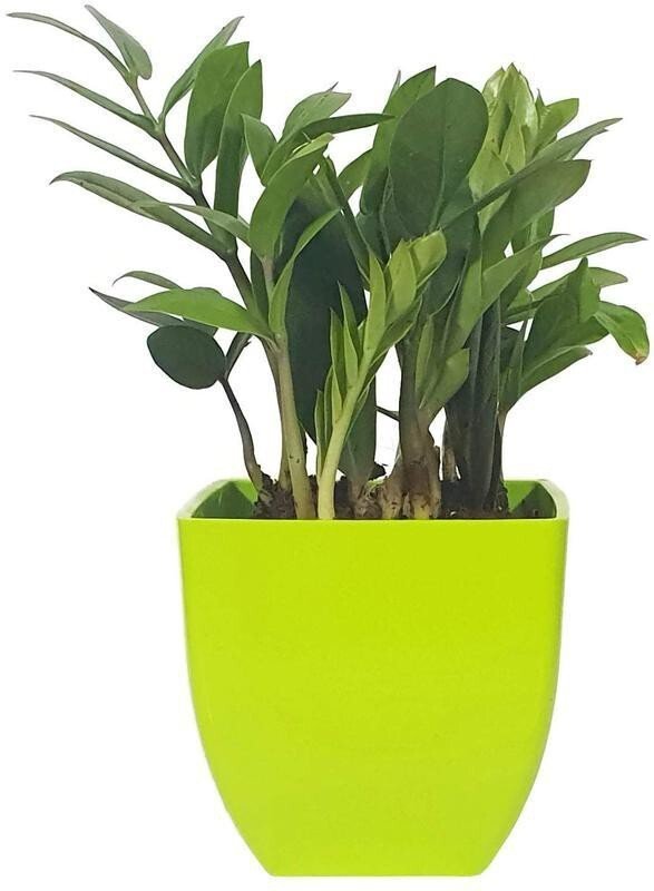 Seeds Natural Plant Decorative Air Purifying Indoor Zz Or Zamiifolia Plant (Zamioculcas Zamiifolia Plant) - My Fashion Sell