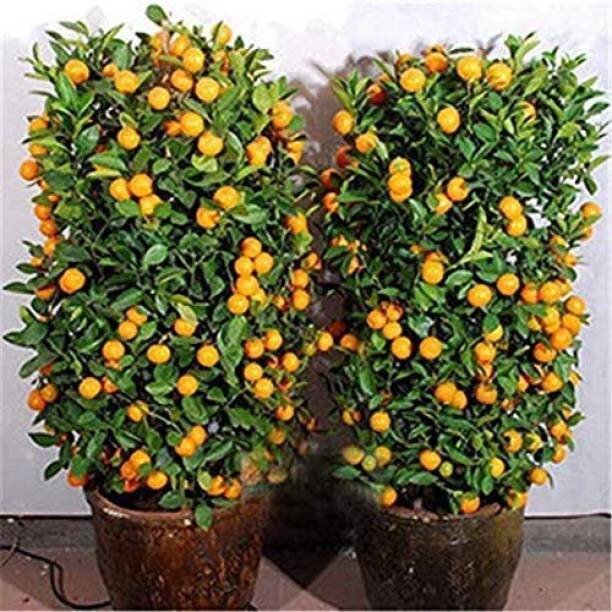 Seeds Orange Plant - My Fashion Sell