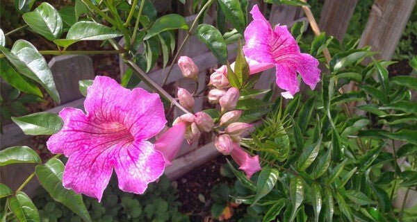 Seeds Purple Tecoma Plant - My Fashion Sell
